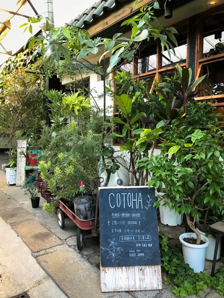 土を使わないで観葉植物を育てたい Cotoha京都 ヨシの家